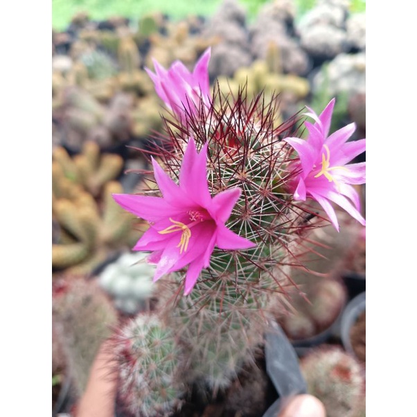 kaktus Mammillaria Swinglei/ Elongata Duri Merah Tajam