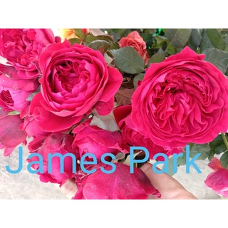 Mawar Import James Park