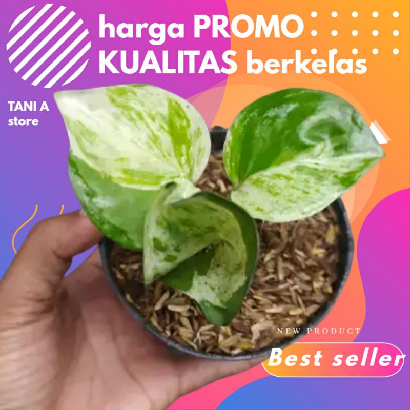 Jual Tanaman Hias Sirih Hias Manjula Sesuai Gambar Shopee Indonesia