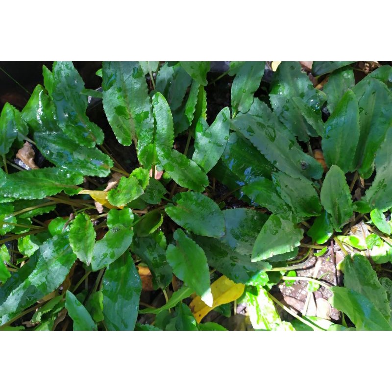 cryptocoryne green gecko emerseed