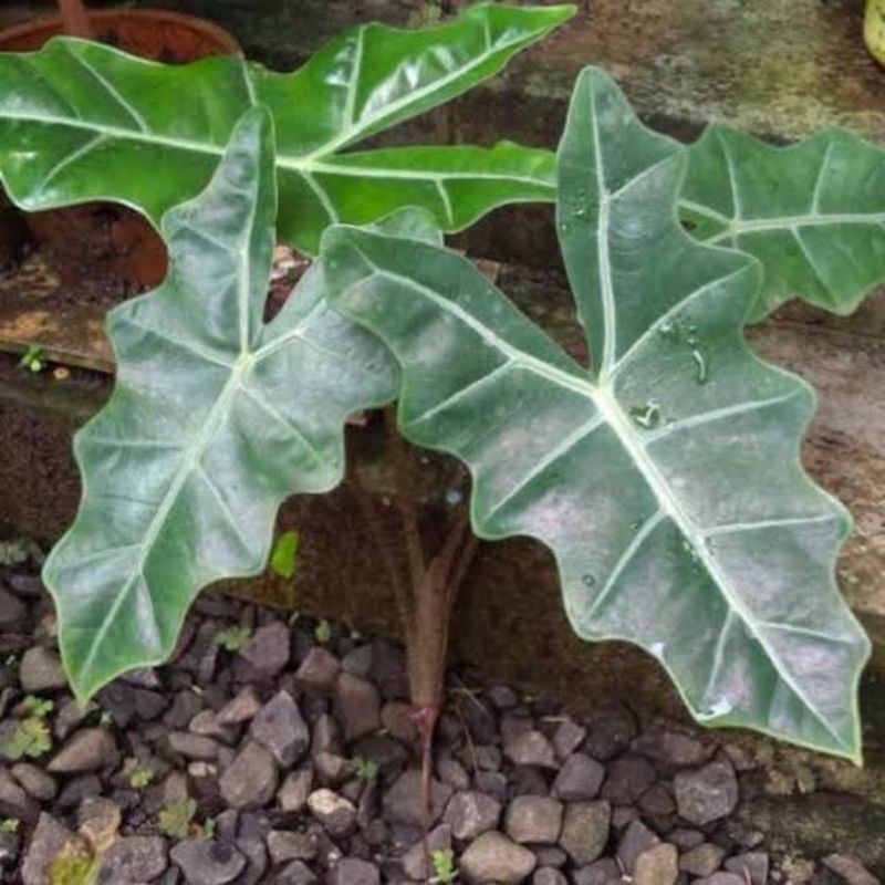 Tanaman hias Alocasia Amazon lokal - keladi amazon lokal