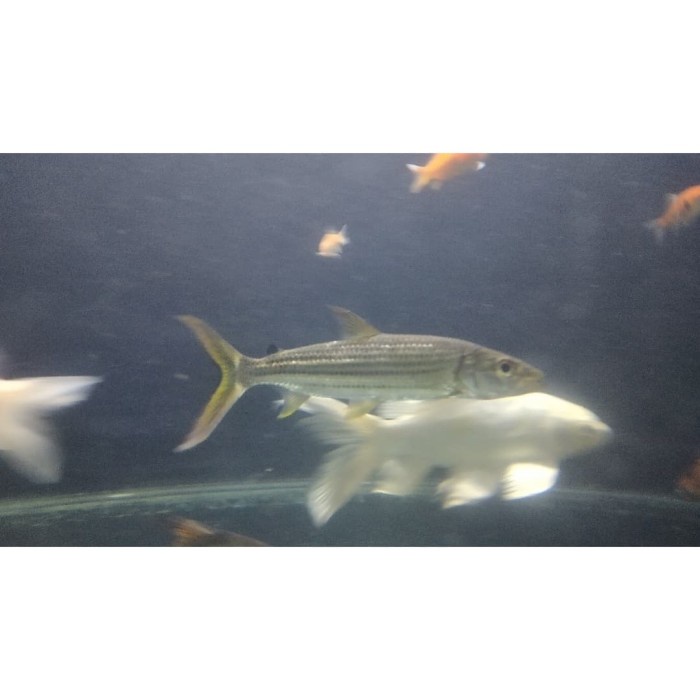 Termurah.. Vittatus Tiger Fish Cv