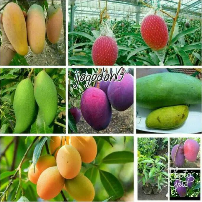 super Paket bibit Mangga 2 pohon kw import