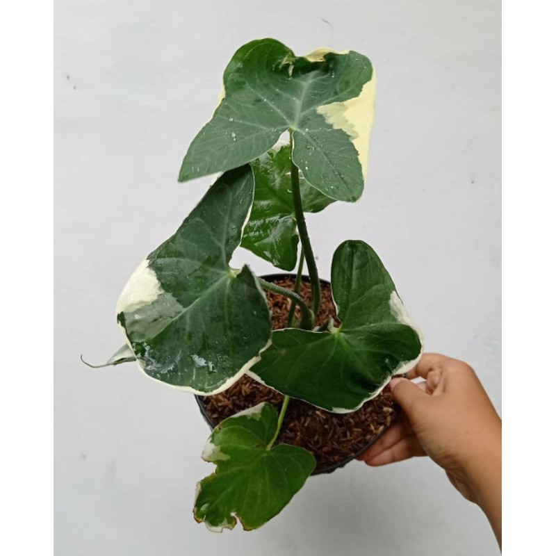 TANAMAN HIAS ALOCASIA XANTHOSOMA