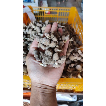 

bumbu dapur base base kencur cekuh kencur murah