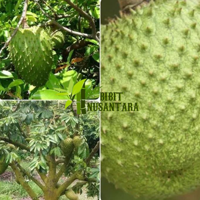Bibit sirsak madu jumbo super manis