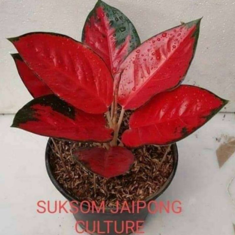 Anakan Aglonema Suksom Jaipong