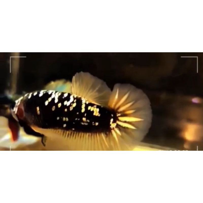 1pair avatar kuncop (kuning copper) ajiber