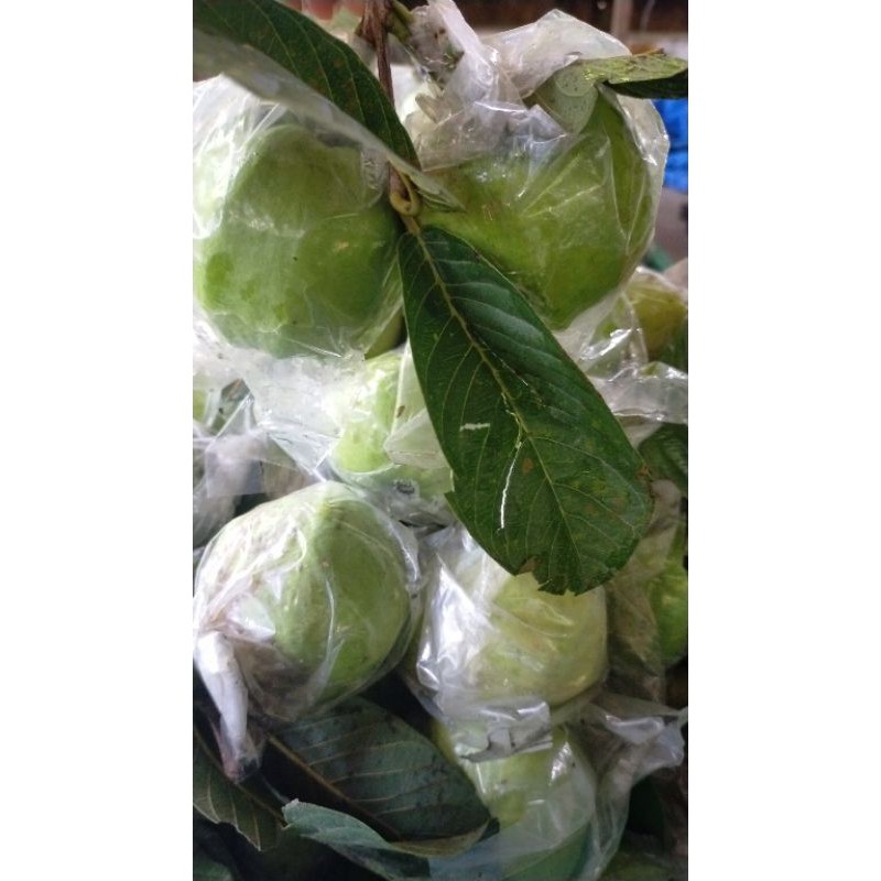 

jambu kristal