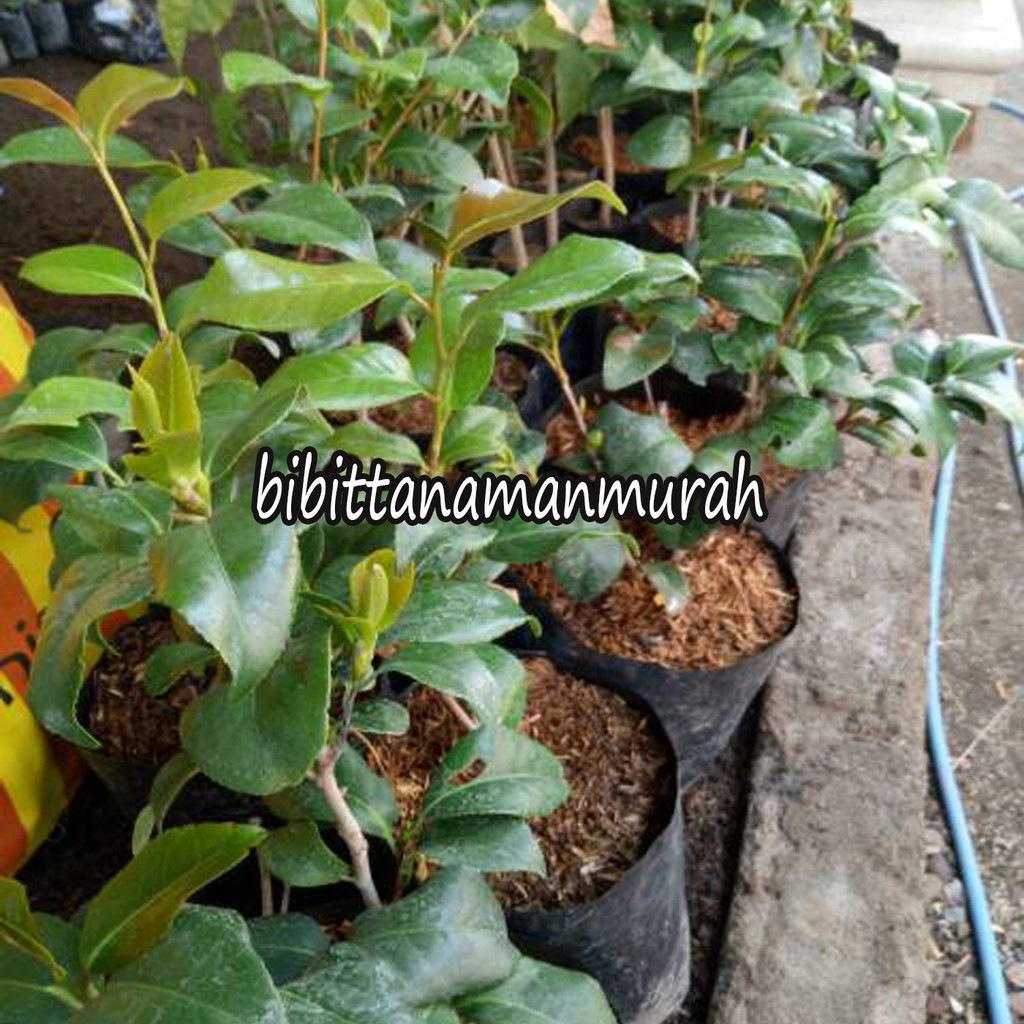 BIBIT BUNGA CAMELIA (COCOK DI TANAM POT)