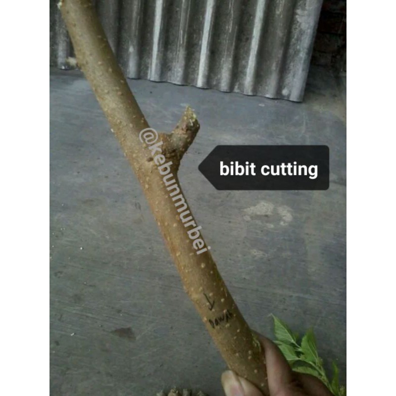 Cutting Batang Murbei