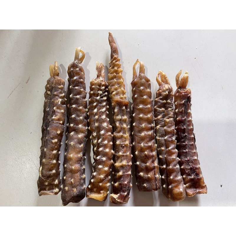 tangkur buaya jumbo asli borneo