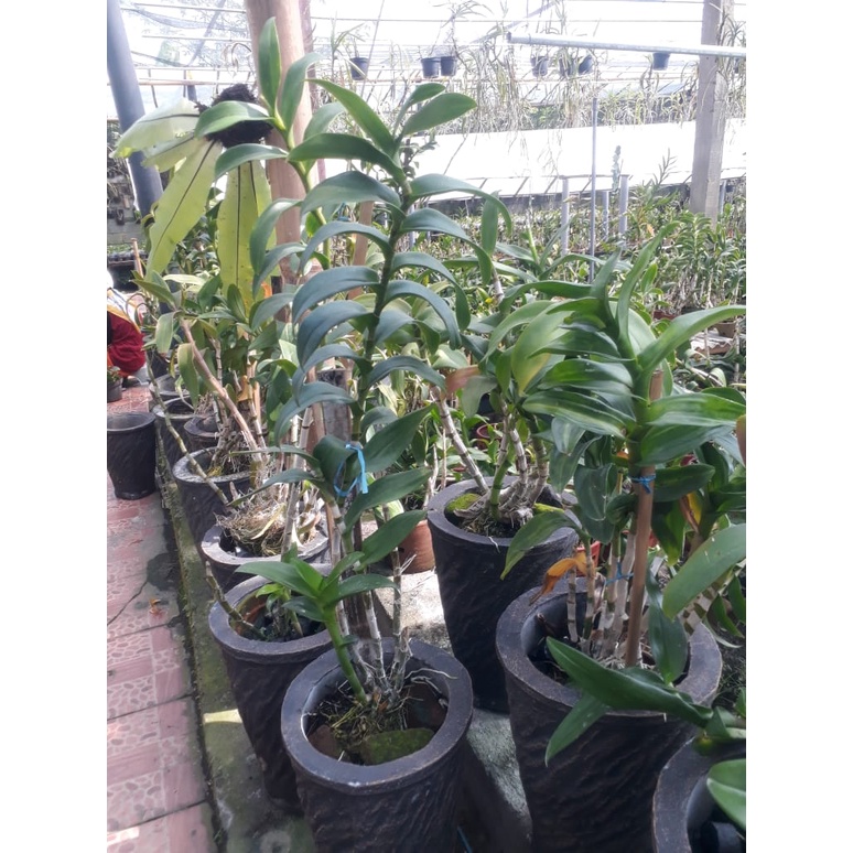 dendrobium tinggi besar