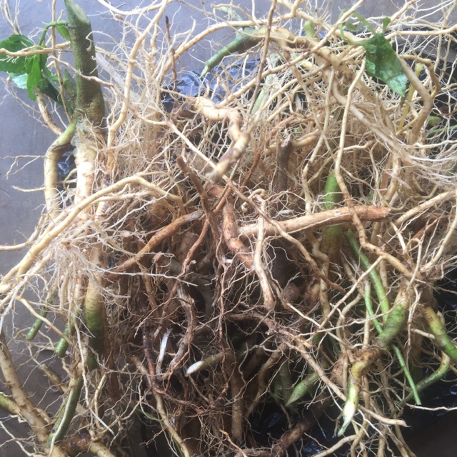 

Akar sidaguri 300 gr