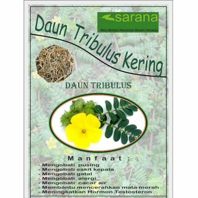 

Daun Tribulus Kering 250gr Asli Banyak Manfaat