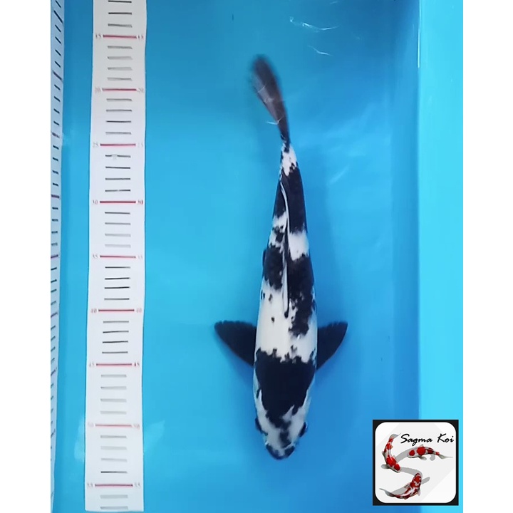 Koi Shiro Lokal Blitar 32 CM