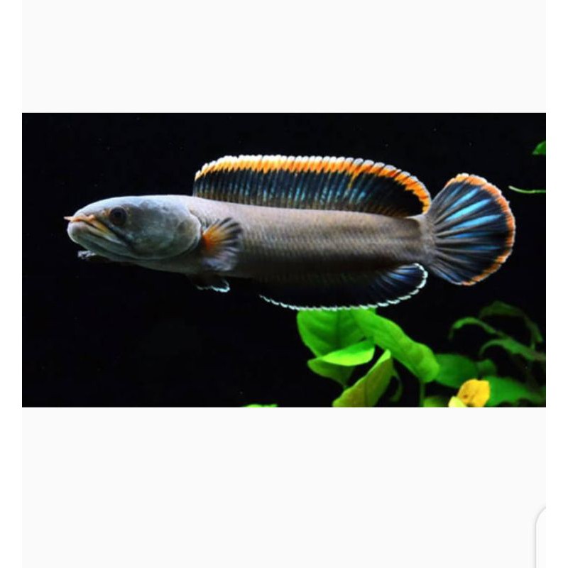 ikan hias chana Limbata ikan airtawar