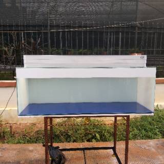  aquarium  kaca 100x50x50  Shopee Indonesia