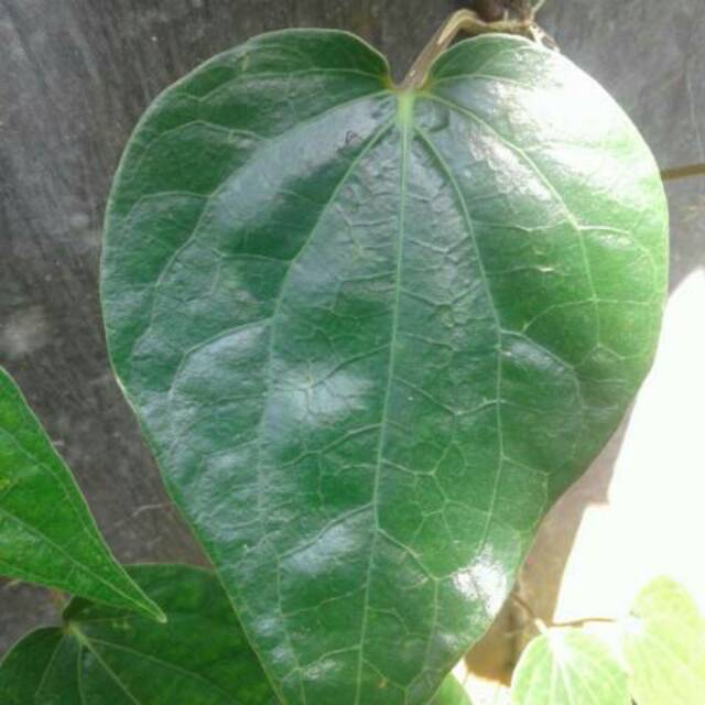 

Daun sirih segar langsung dari pohon harga per lembar