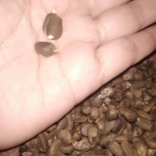 Bibit porang/ bunga porang spora porang siap tanam kualitas terbaik harga termurah