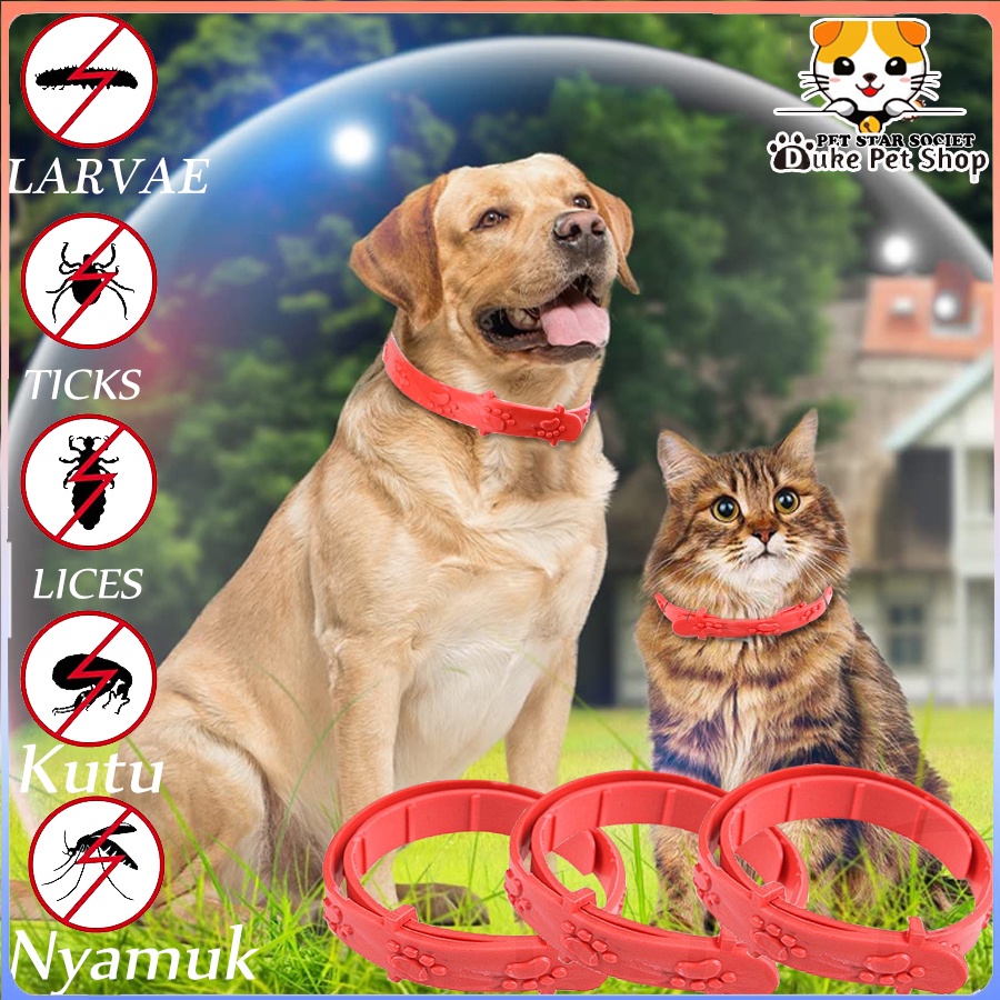 KALUNG ANTI KUTU ANJING KUCING - Kalung Obat Anti Kutu Kucing Kelinci Anjing Musang Flea Tick Cat Kitten