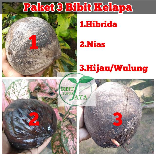 Paket 3 bibit kelapa hibrida nias hijau wulung