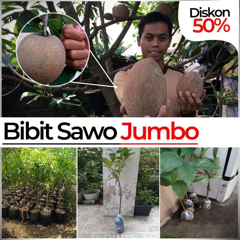 Bibit Sawo Jumbo Super