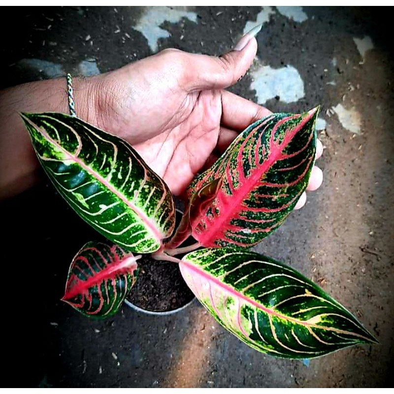 Tanaman Hias Aglonema Pride Of Sumatra / Tanaman Hias Aglonema Red Sumatra / Tanaman Bunga Hias Mura