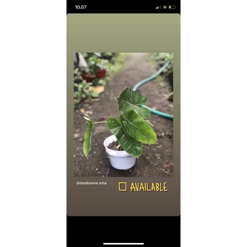 philodendron burlemarx