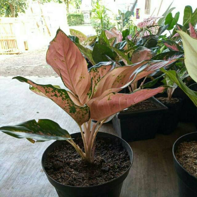 Tanaman hias aglonema kocin paramuay