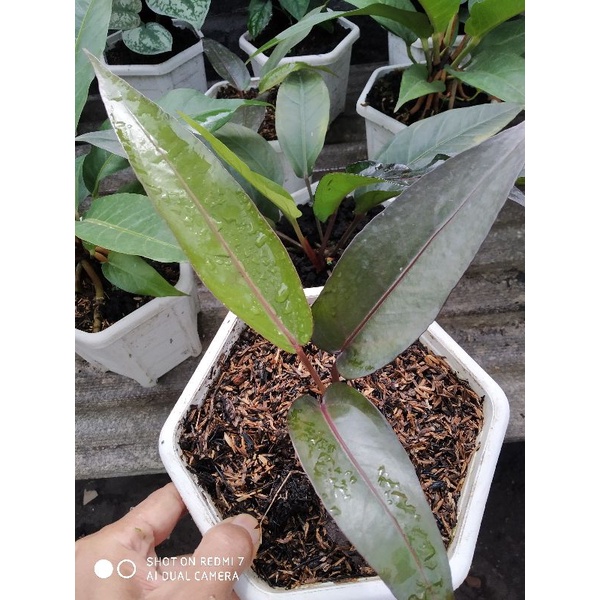 anthurium black