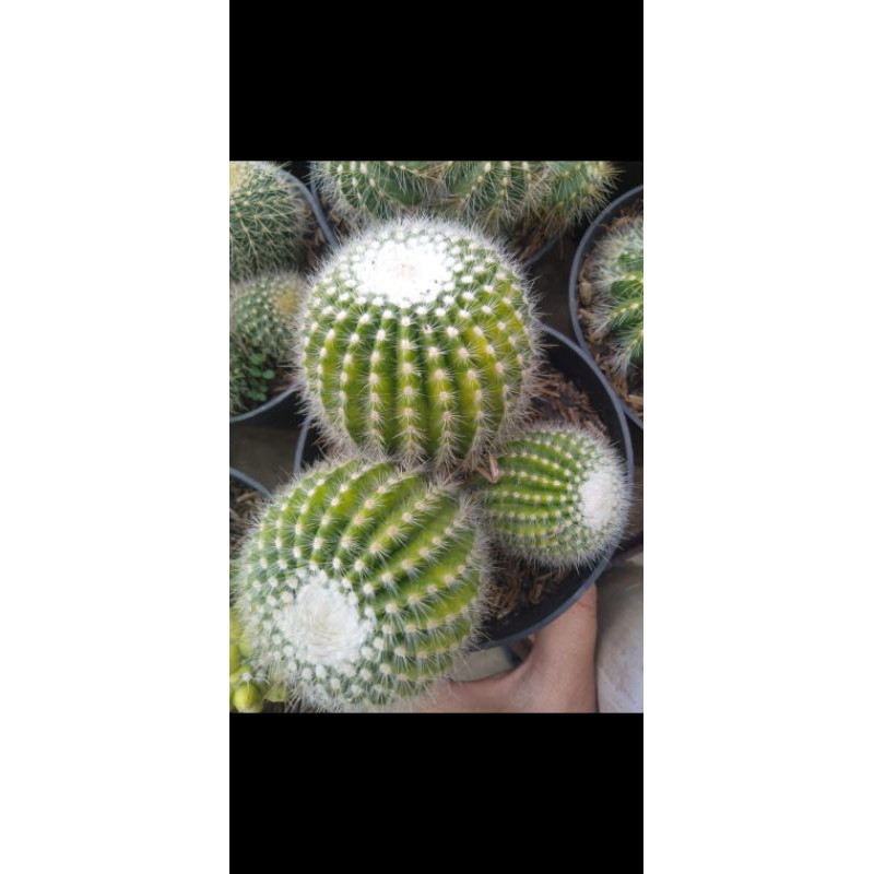 kaktus sukulen big pohon tanaman hias dekorasi rumah