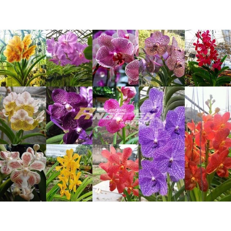 seedling vanda hybrid