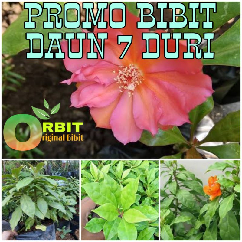 PROMO BIBIT DAUN TUJUH DURI