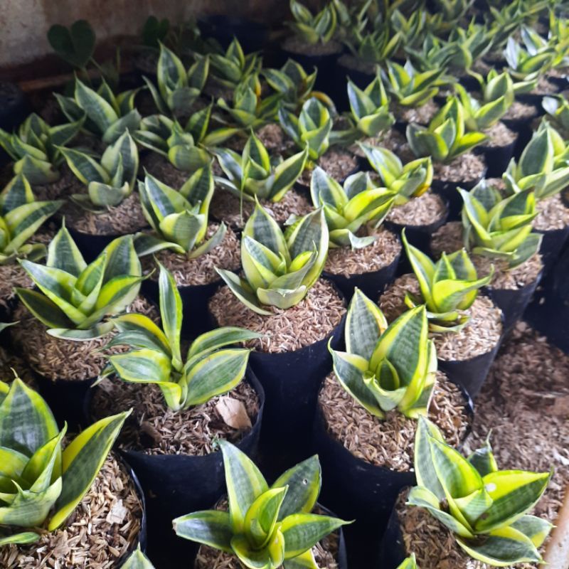 tanaman sansivera golden hani sansivera mini