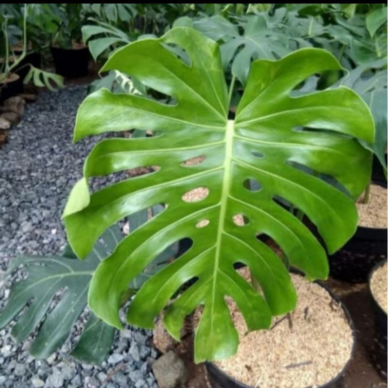 Tanaman Hias Hidup Monstera King