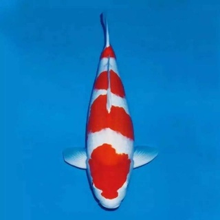 Ikan Koi Kohaku Blitar 26-30 cm Up Grade A (Bisa Pilih)