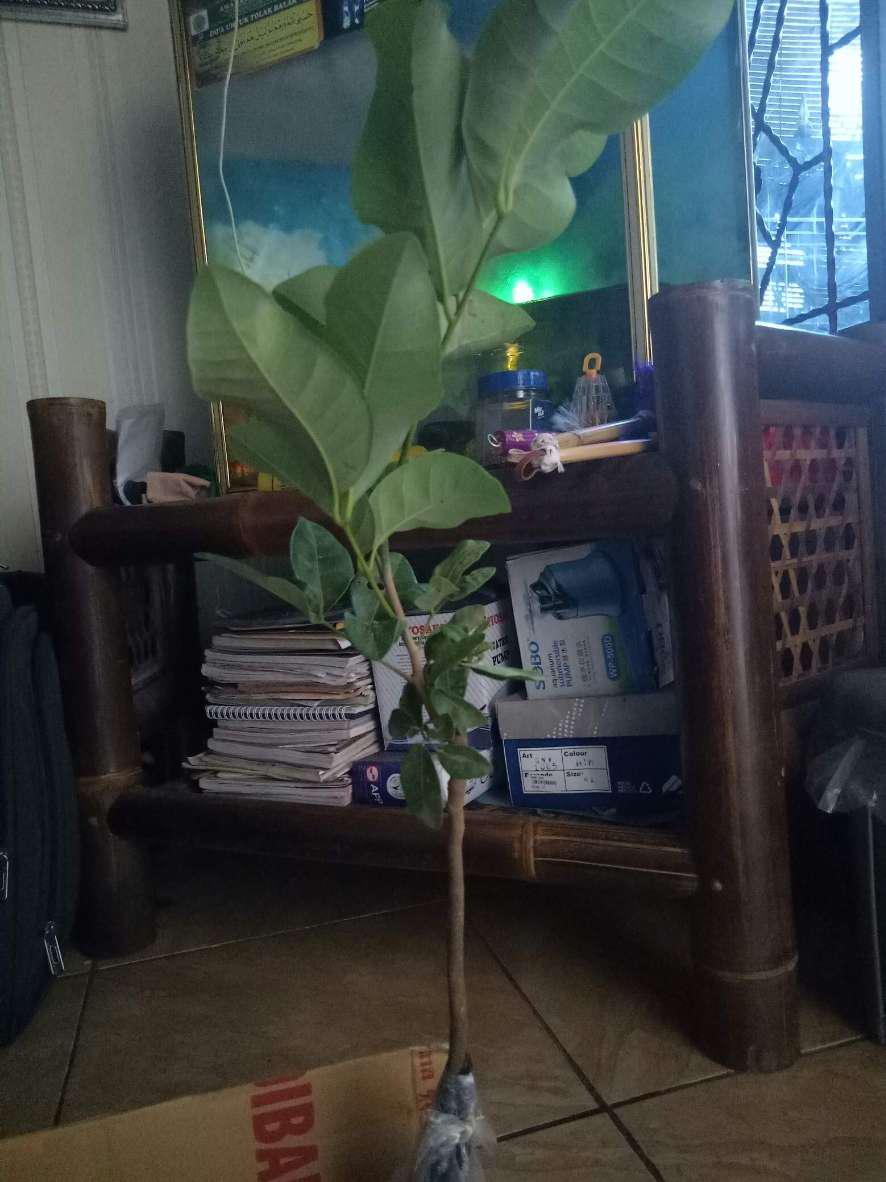 Bibit Klengkeng Matalada