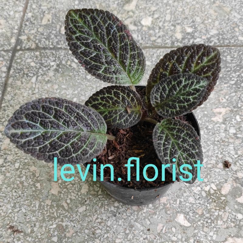 Begonia episcia karlyn cokelat / bibit tanaman hias bunga