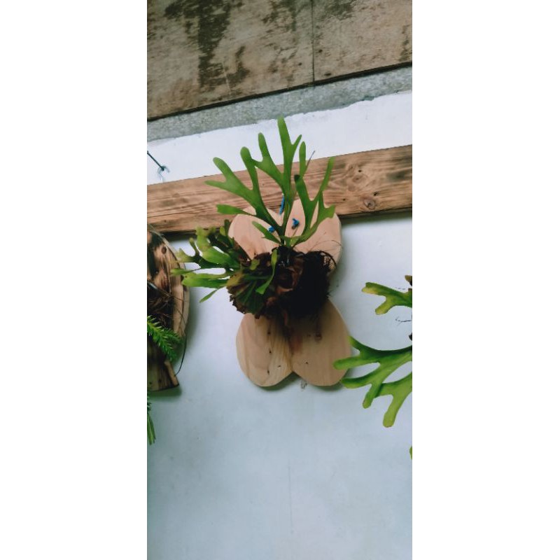 platycerium ridleyi