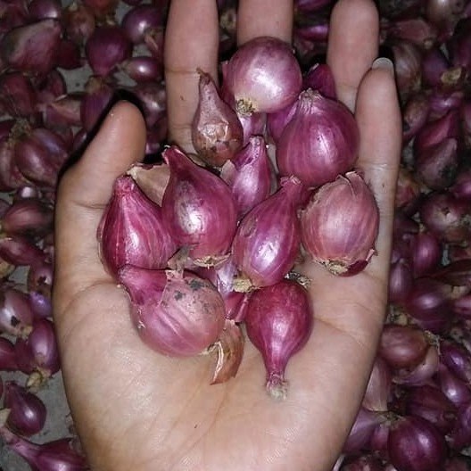 

Bawang Merah 1kg