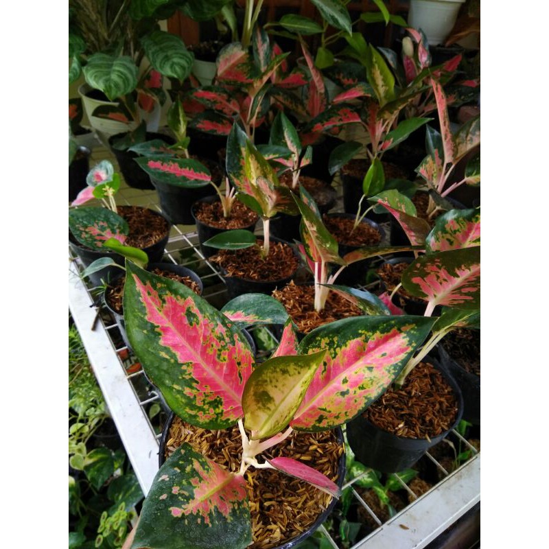 aglonema kochin paramuay