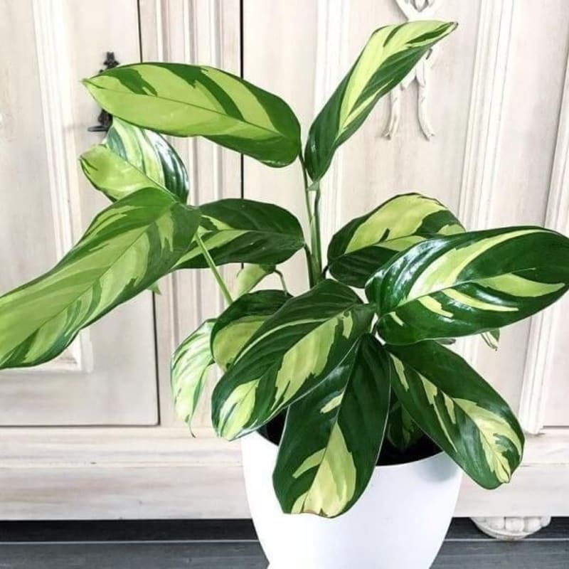 Tanaman Hias Calathea Lubbersiana Golden Mosaic - Tanaman Indoor