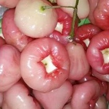 

Jambu Air Merah/jambu Rujak segar 1 Kg