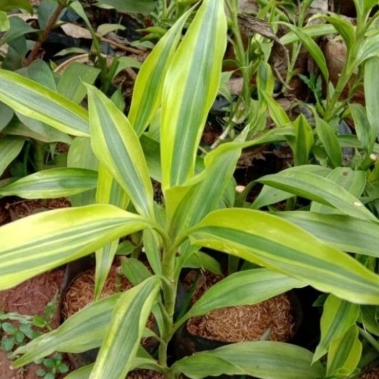 ( BISA COD ) Tanaman Srirejeki Golden / Tanaman Hias Hidup Sri Rejeki Kuning / Pohon Srirejeki Golde