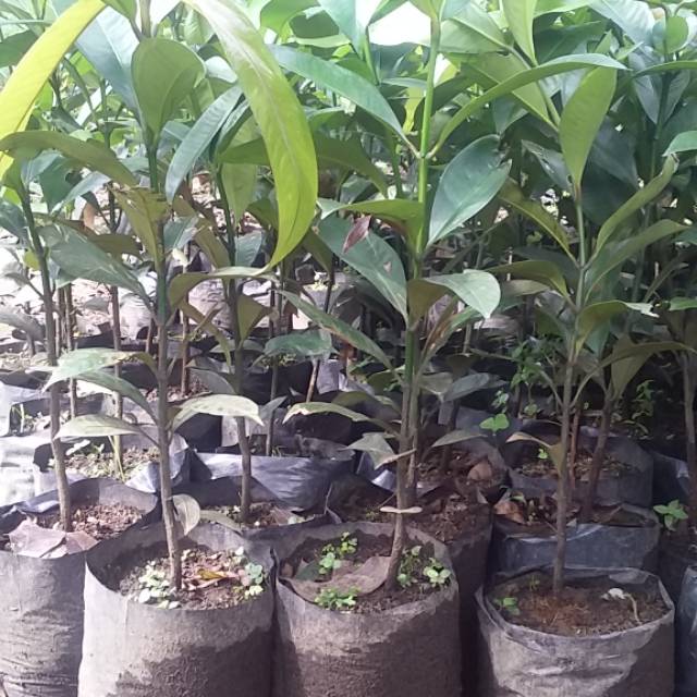 Pohon Buah Manggis Tanaman Manggis Manis