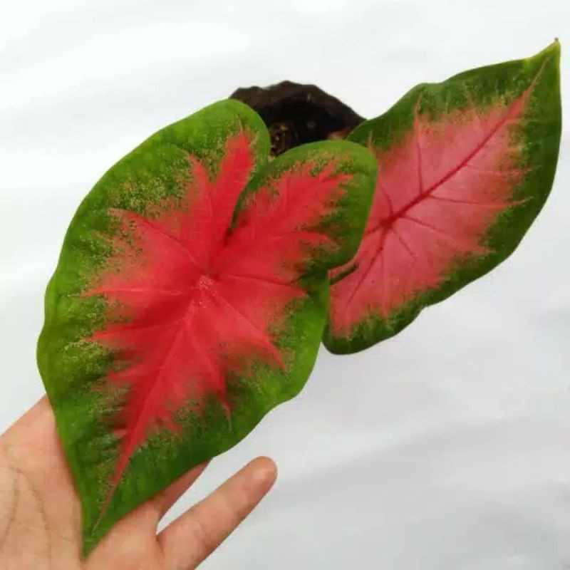 tanaman hias keladi pink - keladi - tanaman hias - bibit keladi