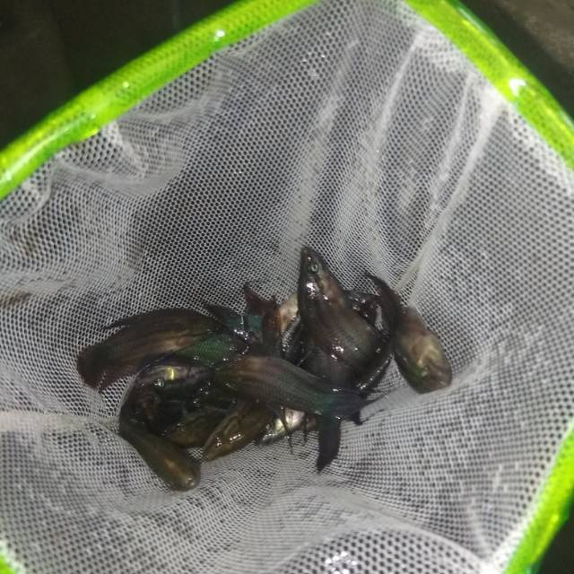 Pakan Ikan Predator (Indukan Ikan Cupang Sungai)