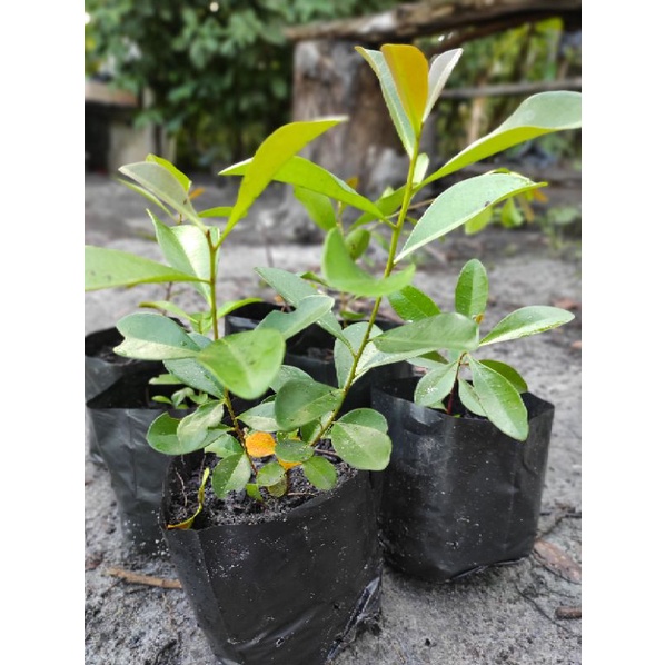 Pakan lebah madu pahit bibit Pelawan