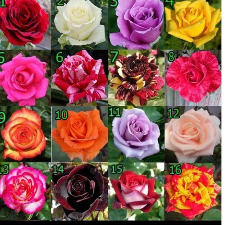 

【flashϟsale】 (ISI 10 BIJI) BIJI MAWAR MIX COLOR